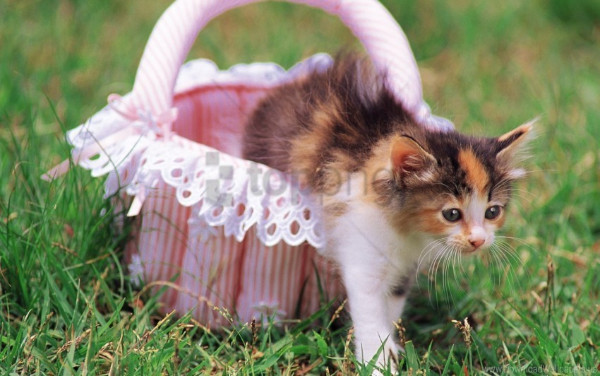 grass kitten shopping spotted wallpaper Transparent PNG Object Isolation