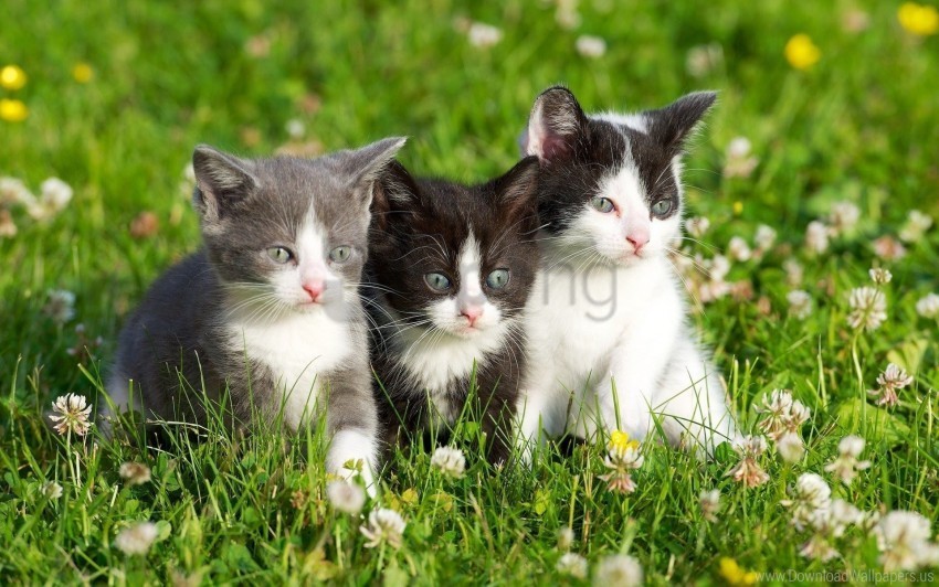 grass kittens spotted three wallpaper Isolated Item with HighResolution Transparent PNG