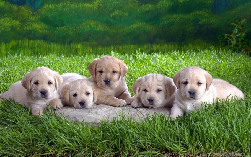 grass labradors lie many puppies wallpaper Isolated Item with Clear Background PNG