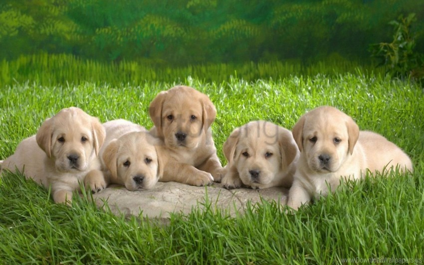 Grass Labradors Lie Many Puppies Wallpaper Clean Background Isolated PNG Image