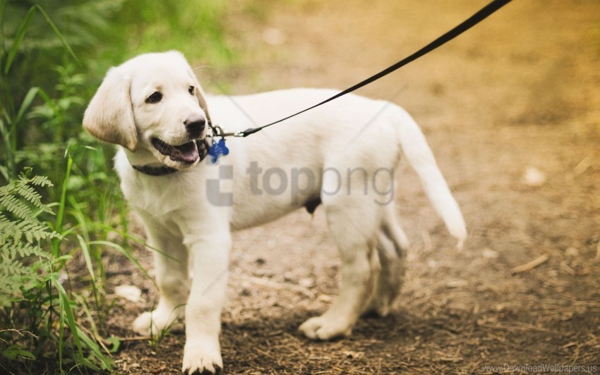 grass leash path puppy walking wallpaper Transparent Background PNG Object Isolation