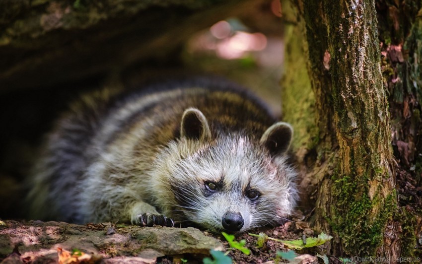 Grass Leaves Lie Raccoon Wallpaper Isolated PNG On Transparent Background