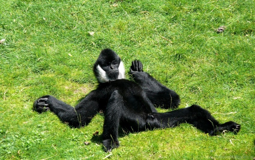 grass leisure lying monkey wallpaper PNG images with alpha channel diverse selection