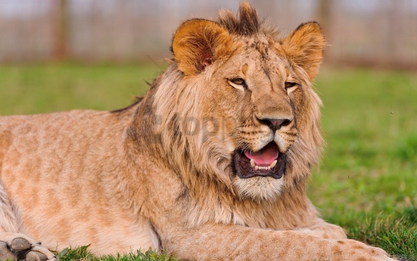 grass lie lion muzzle teeth wallpaper PNG for educational projects