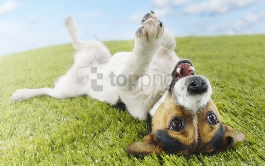 grass lie playful puppy wallpaper Free download PNG images with alpha channel diversity