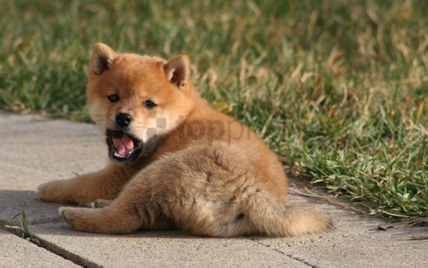 grass lie puppy yawning wallpaper PNG transparent pictures for projects