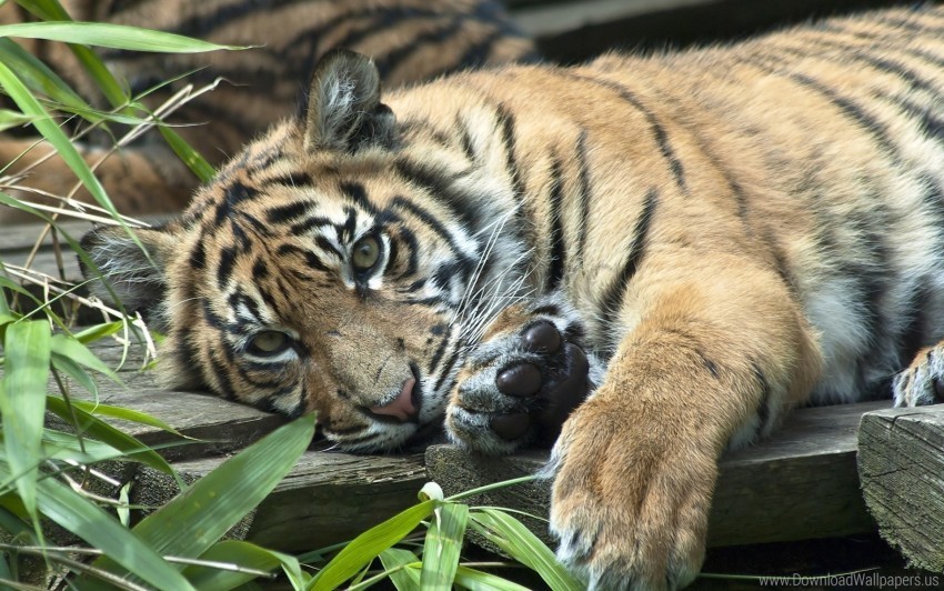 grass lie tiger wallpaper Isolated Element on Transparent PNG