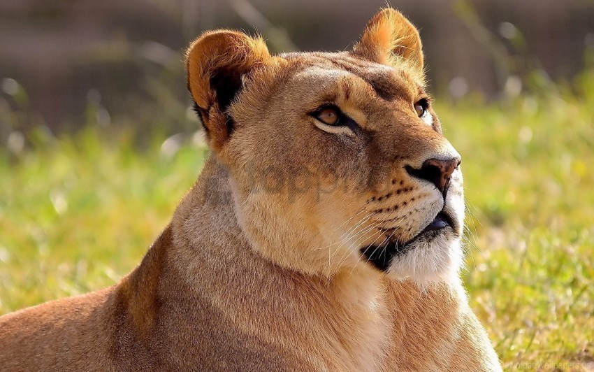 grass light lioness waiting wallpaper PNG Image with Transparent Isolated Design