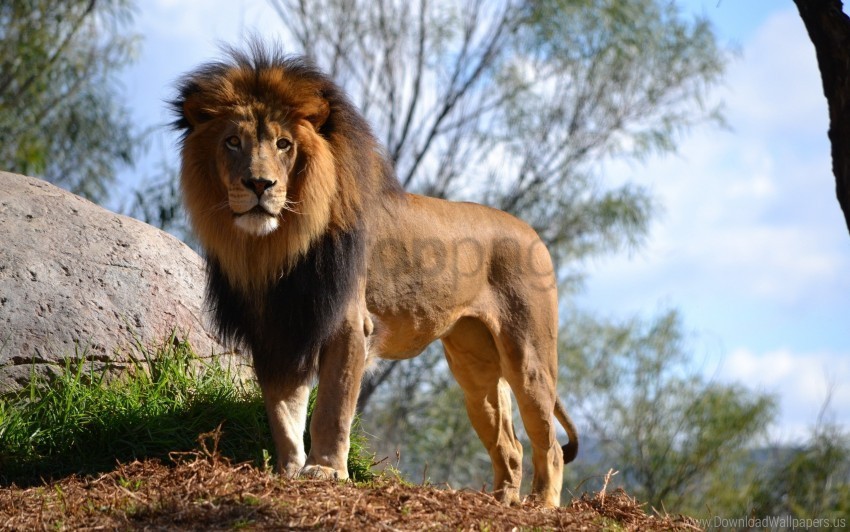 grass lion sky tree wallpaper High-quality PNG images with transparency