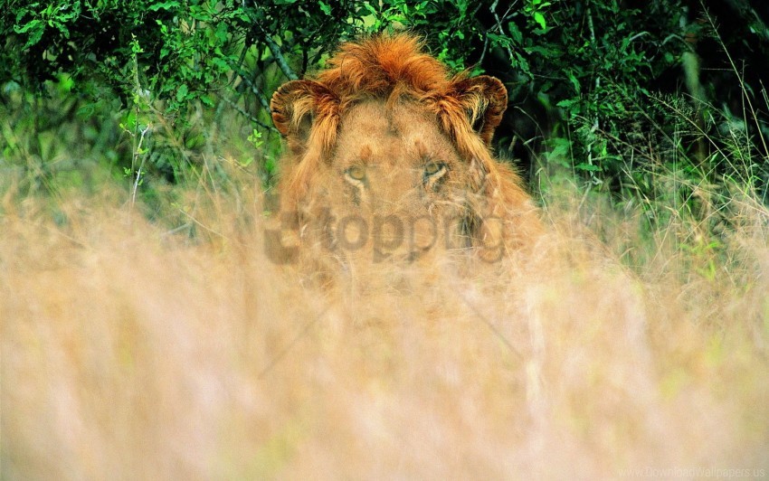 grass lion waiting wallpaper PNG images for banners