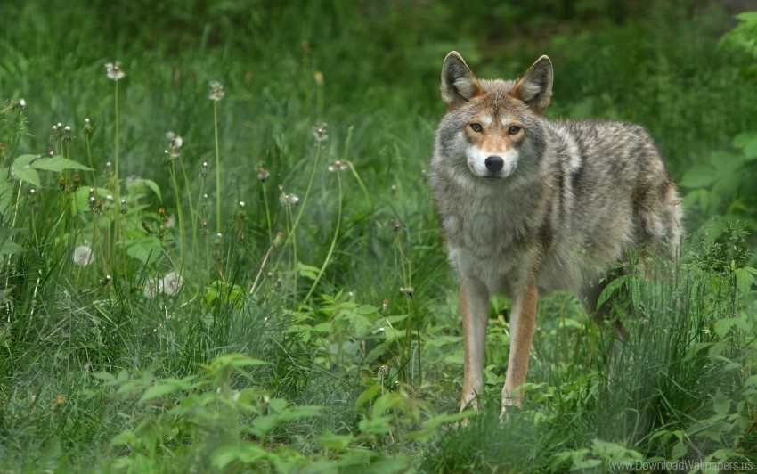 grass look walk wolf wallpaper PNG Image with Isolated Subject