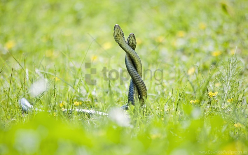 grass looking out snake wallpaper Transparent PNG image