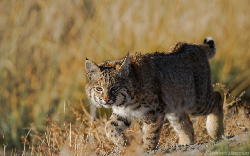 grass lynx predator wild cat wallpaper PNG image with no background