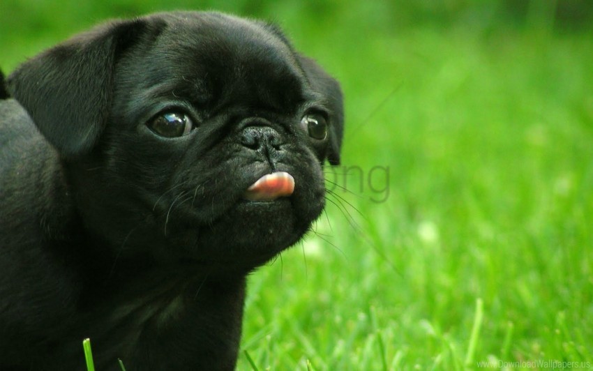 grass muzzle puppy tongue wallpaper Clean Background Isolated PNG Art