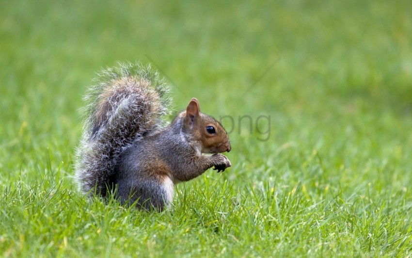 grass nature squirrel waiting wallpaper Isolated Object on HighQuality Transparent PNG