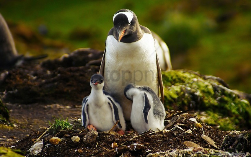 grass penguin walking young wallpaper PNG images with no background free download