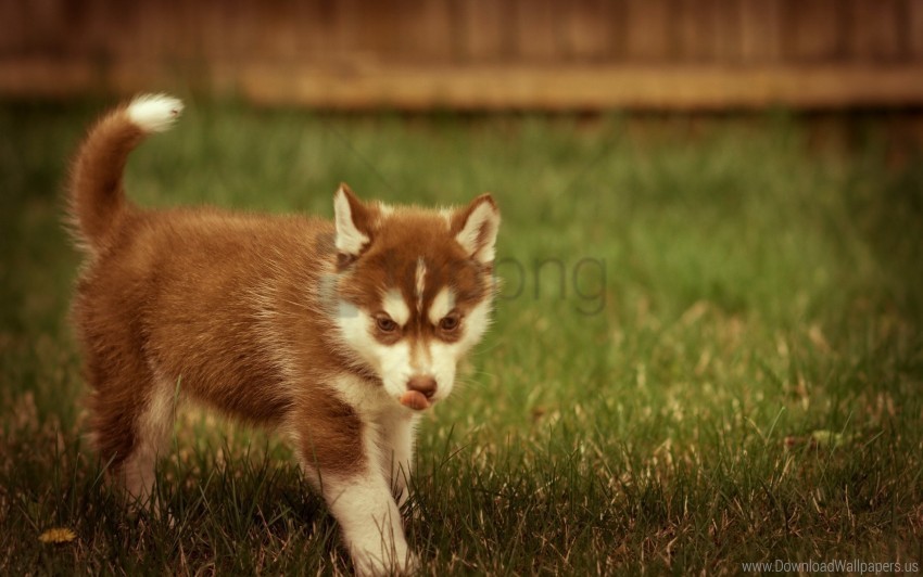 grass playful puppy walks wallpaper PNG Graphic with Isolated Design