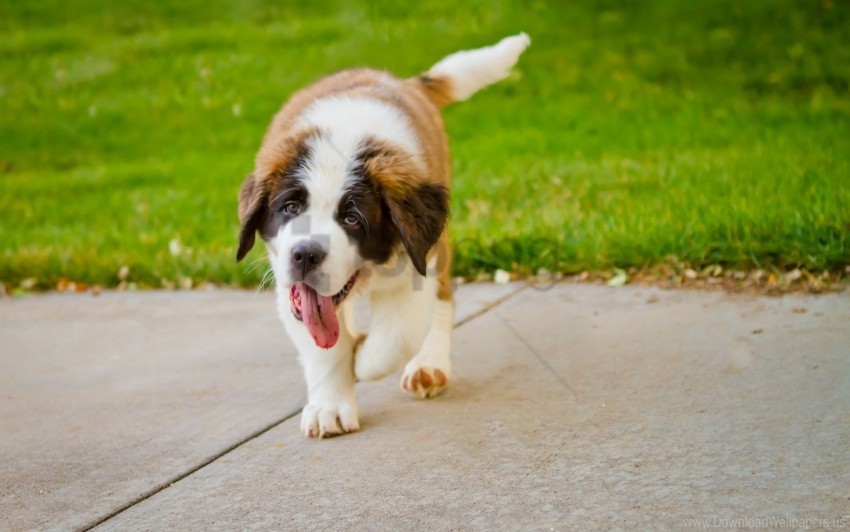 grass puppy st bernard tongue wallpaper PNG Image with Isolated Icon