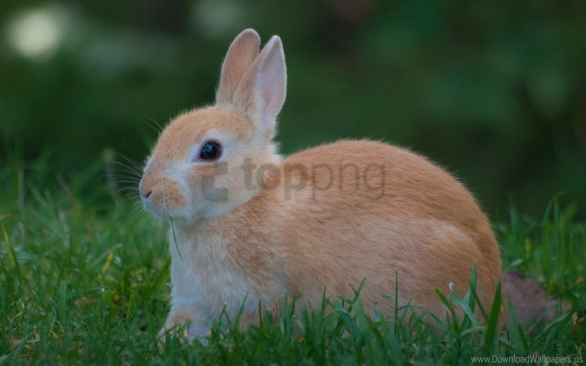 grass rabbit waiting wallpaper PNG for social media