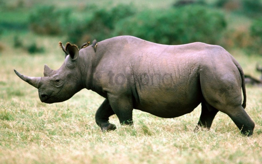 grass rhino sky walk wallpaper PNG images with transparent space