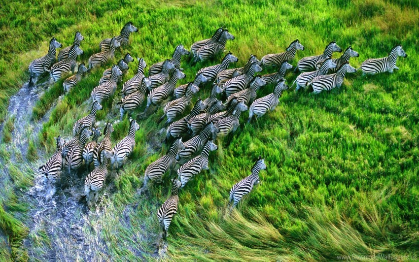 grass running zebra herd wallpaper Transparent PNG images complete package