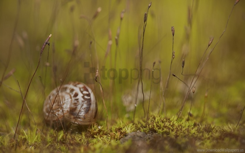 grass shell snail wallpaper PNG images with transparent backdrop