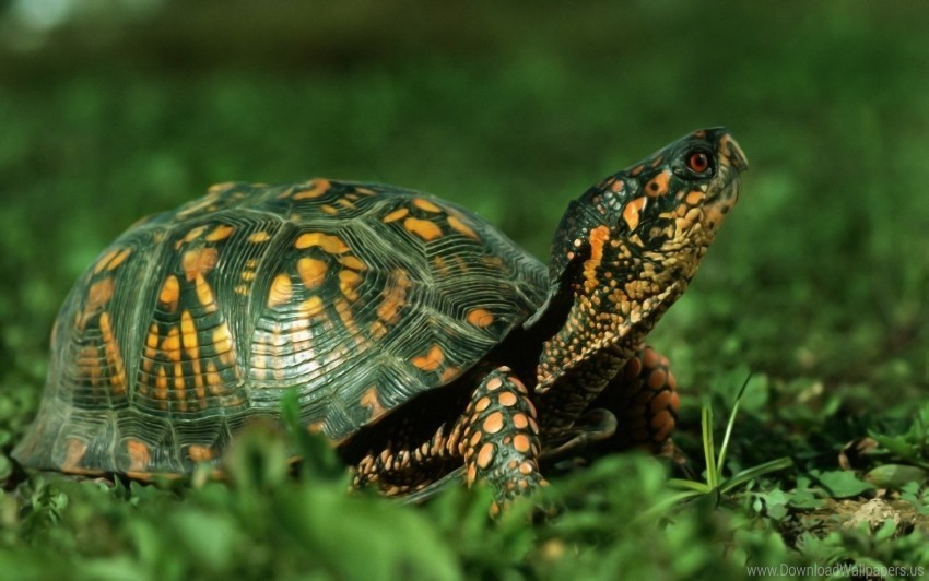 grass shell turtle walk wallpaper High-quality PNG images with transparency