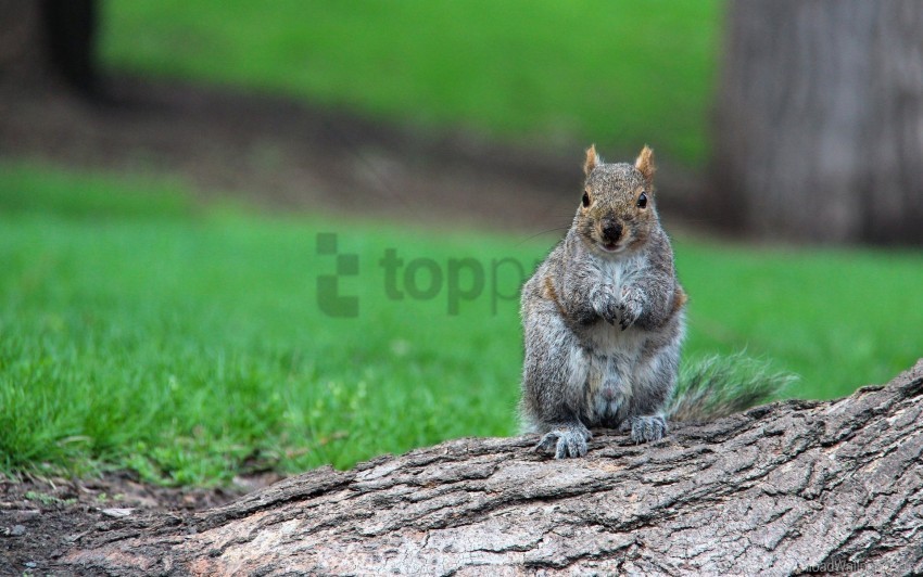 grass sit squirrel timber wait wallpaper PNG graphics with transparent backdrop