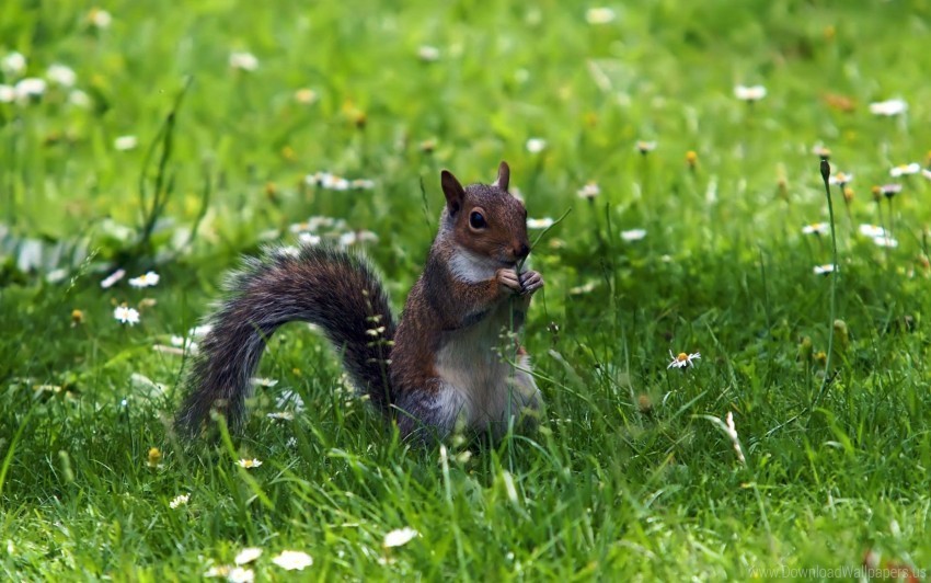 grass sitting small animal squirrel wallpaper Clear Background PNG Isolated Subject