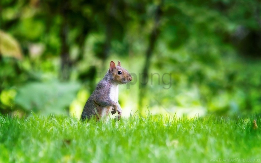 grass squirrel walk wallpaper PNG Graphic with Isolated Clarity