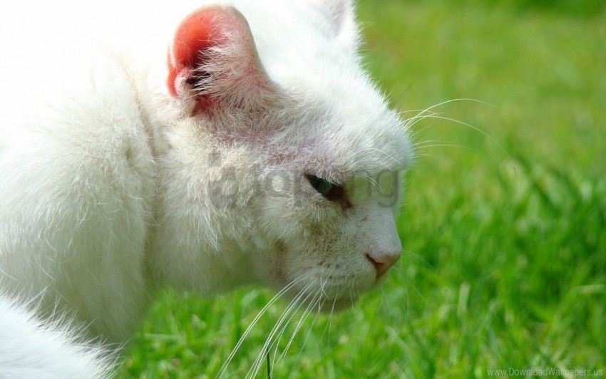 grass whiskers white cat wallpaper HighResolution Isolated PNG Image