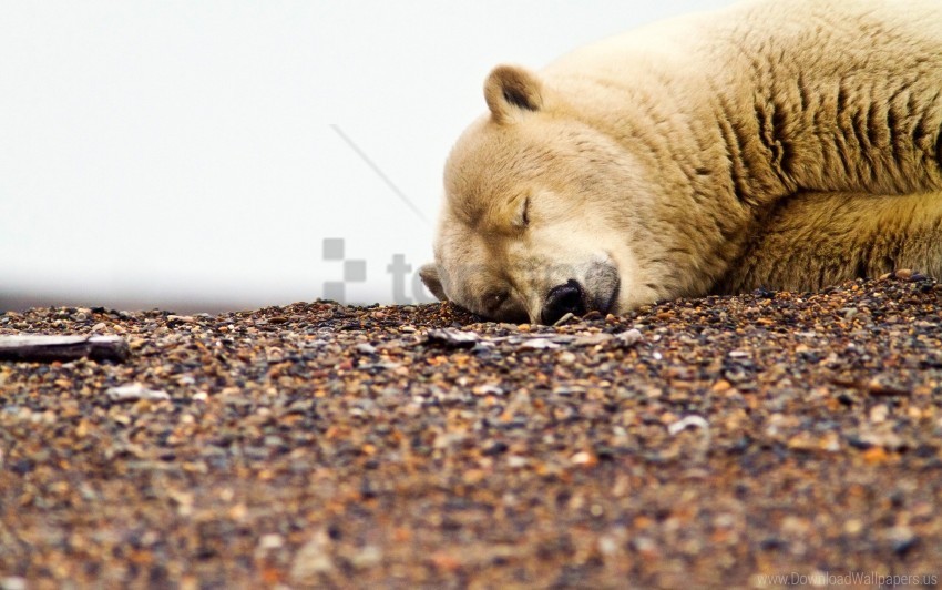 gravel muzzle polar bear rocks sleeping wallpaper PNG transparent photos mega collection