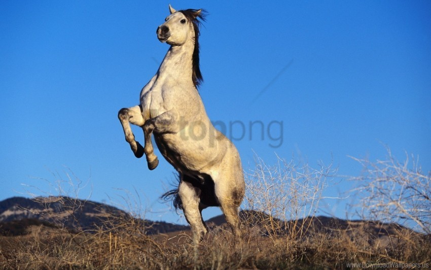 gray horse hooves steppe wallpaper Isolated Graphic on Clear PNG