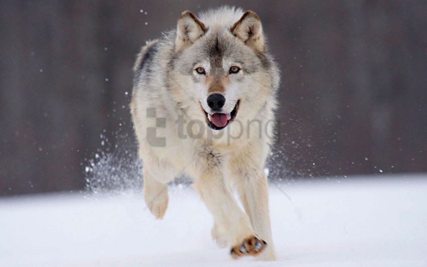 gray minnesota wolf wallpaper Isolated Character in Transparent PNG Format