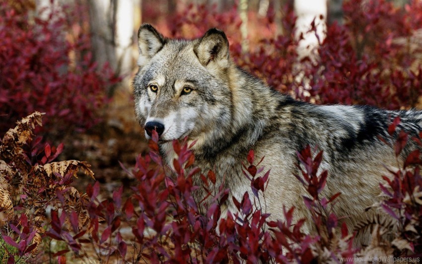 gray wolf wallpaper Transparent PNG Isolated Subject