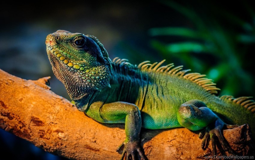 green iguana tree wallpaper Transparent Background Isolation in PNG Format