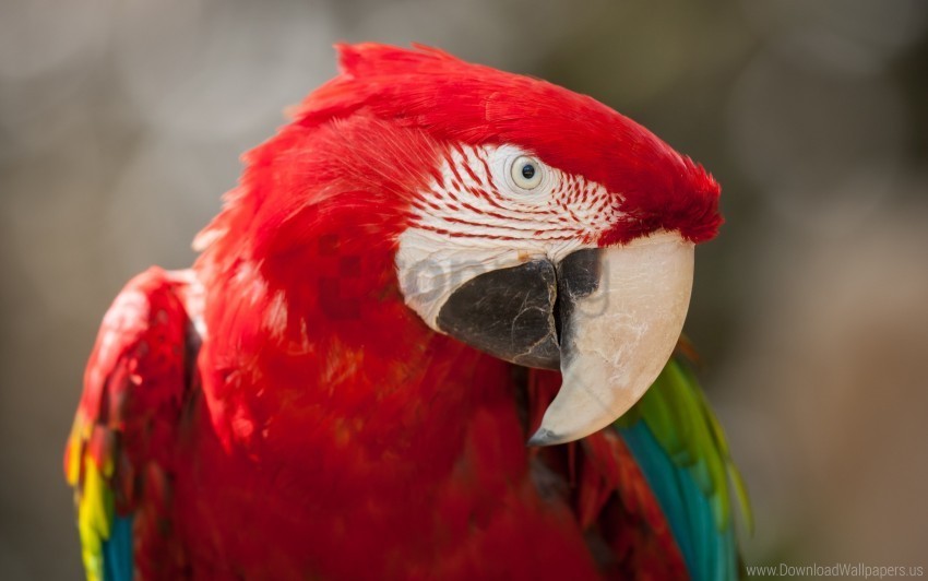 green macaw red wallpaper PNG Image with Transparent Isolated Design