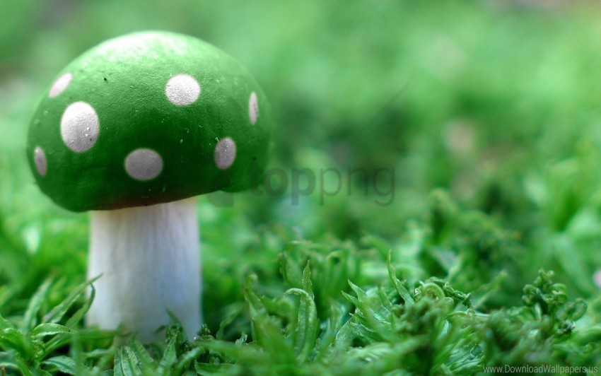 green mushroom wide wallpaper Transparent Background Isolated PNG Figure