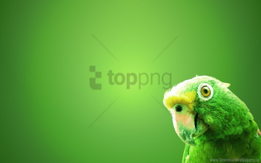 green parrot wallpaper Clean Background PNG Isolated Art