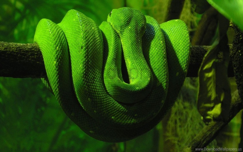 green snake wallpaper Clear PNG pictures compilation