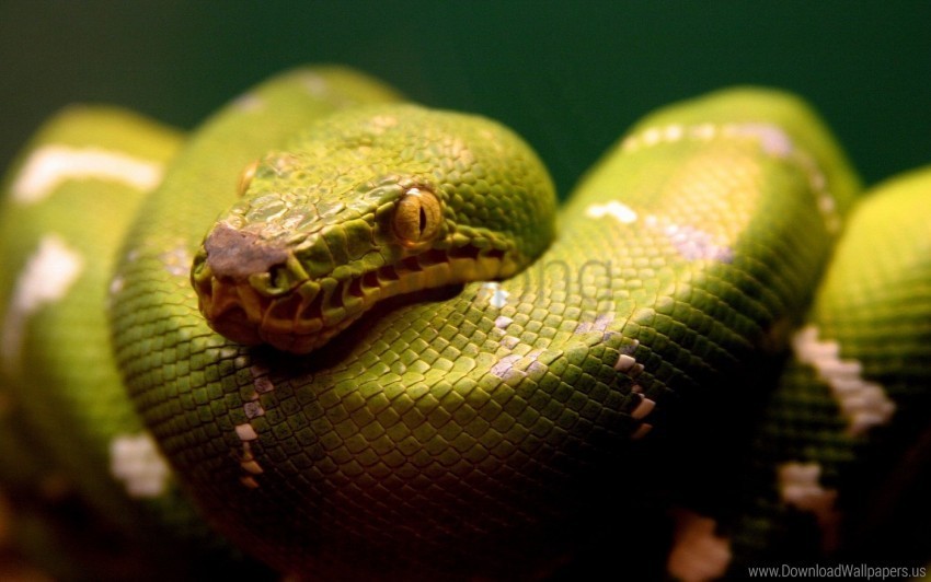 green snake wallpaper Free download PNG with alpha channel