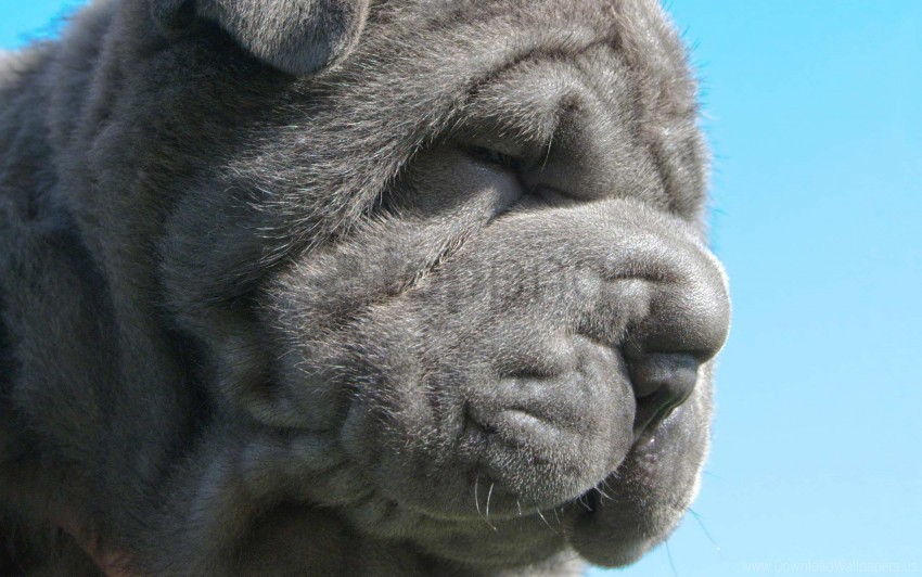 grey neapolitan mastiff muzzle puppy wrinkles wallpaper PNG Graphic Isolated on Transparent Background