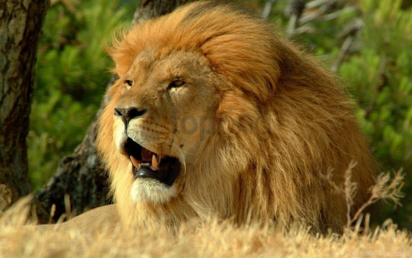 grin king of beasts lion mane predator wallpaper PNG images with no limitations