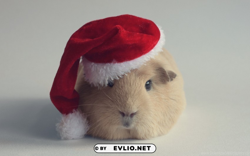 guinea pig hat new year wallpaper Transparent Background Isolated PNG Design Element