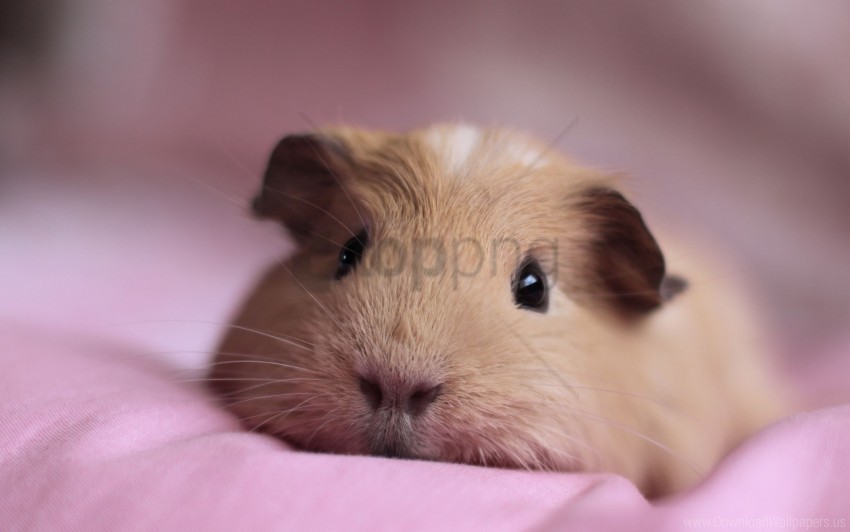 guinea pig look lying nose wallpaper Isolated Item on HighQuality PNG