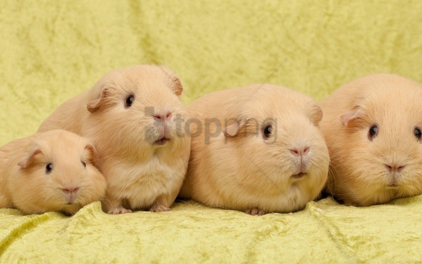guinea pigs many sit wallpaper Free PNG transparent images