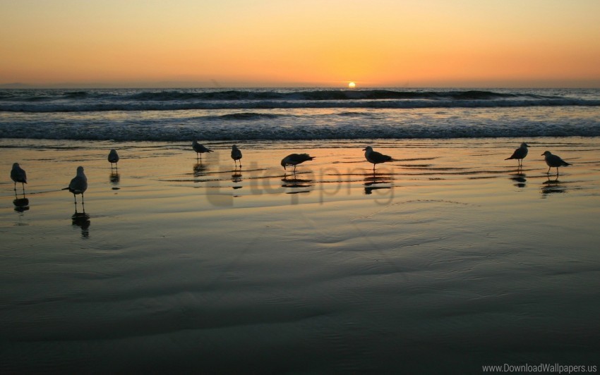gulls light sea sunset wallpaper Free PNG images with transparent layers compilation