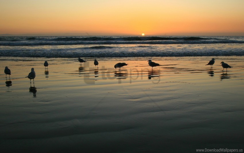 Gulls Light Sea Sunset Wallpaper Free PNG Images With Transparent Layers Compilation