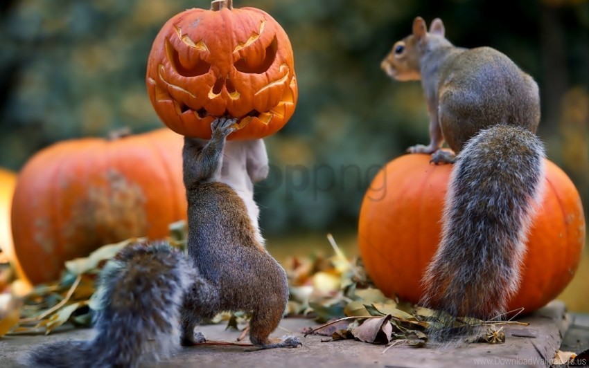 halloween mask pumpkin squirrels wallpaper Transparent graphics PNG
