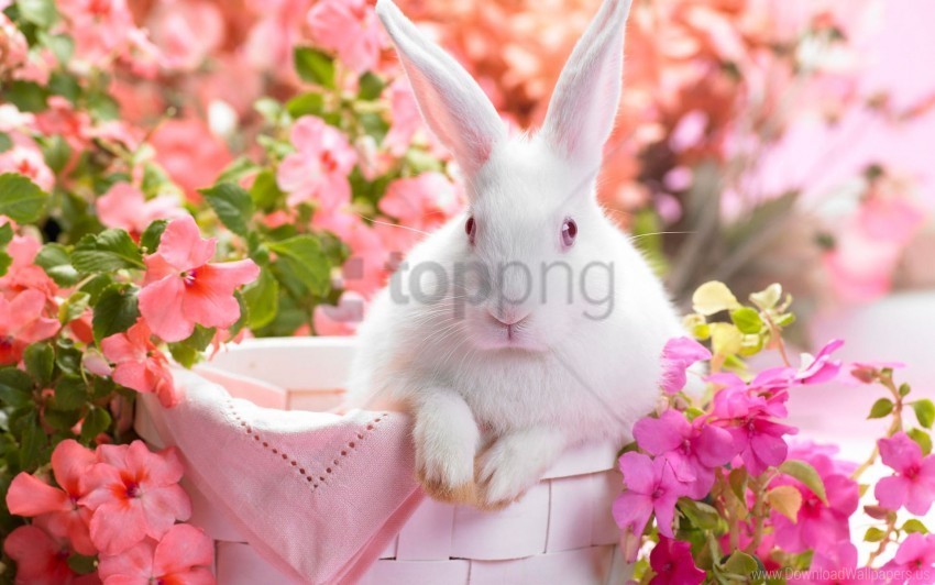 hare springtime wallpaper HighResolution PNG Isolated on Transparent Background